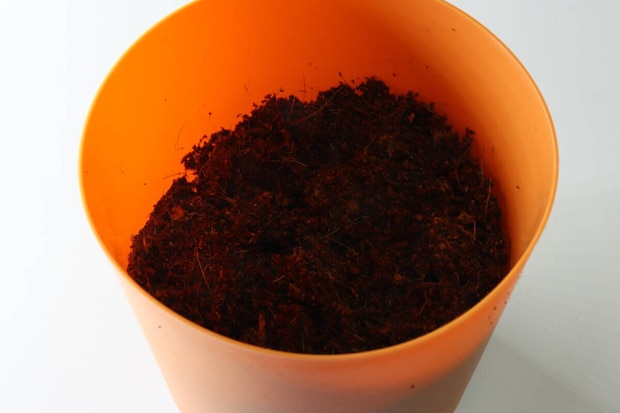 栽培セット まんまるにんじん　ポット