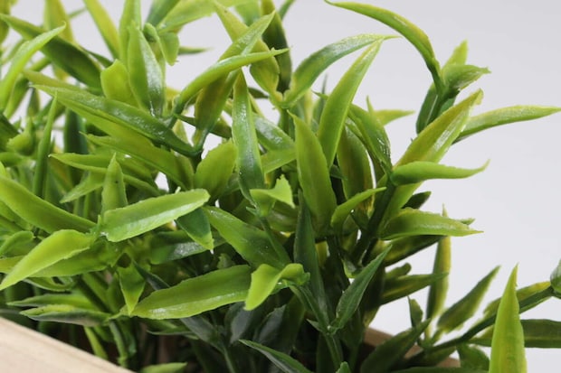 ダイソーの木製グリーンポットのリーフのデザイン