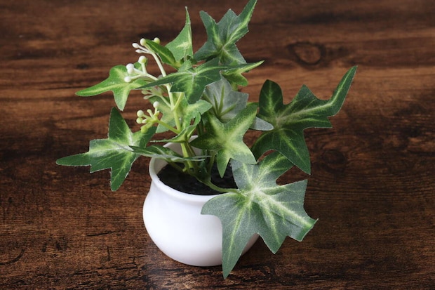 ダイソー　グリーンポット　100円