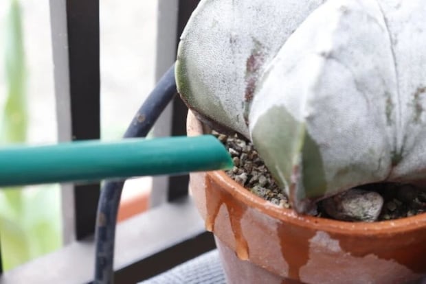 ダイソー　ペットボトル用水差しキャップ　使用例