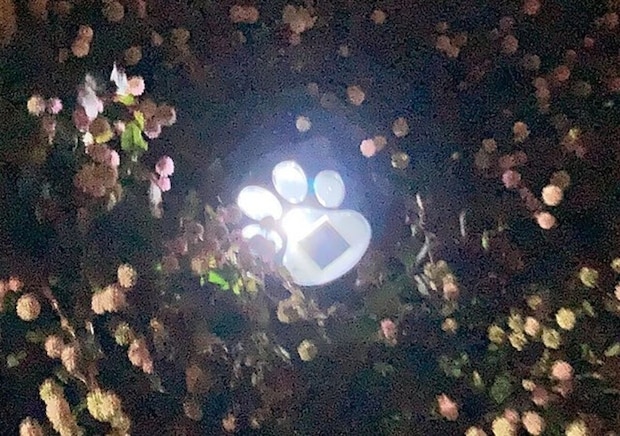 ダイソー　ソーラーガーデンライト（ネコ型）　使用例