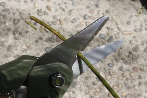 ダイソー　園芸万能ハサミ　使用例