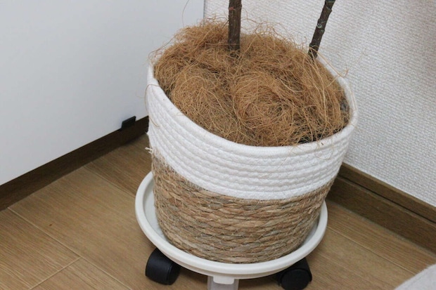 ダイソー　植木鉢置き台（キャスター付）　使用例　耐荷重量