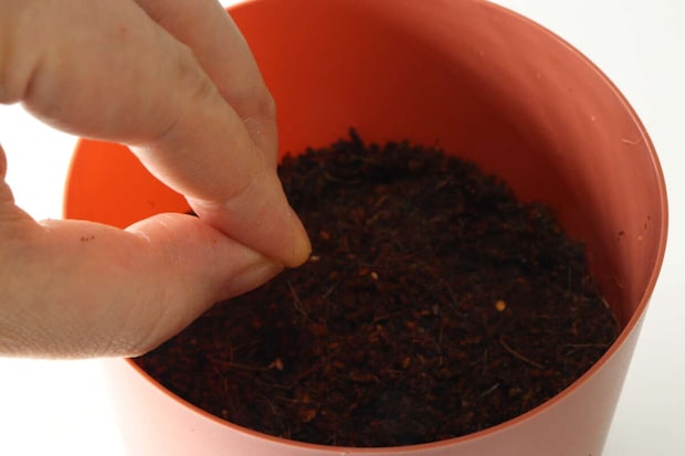 ダイソー　農薬不使用ナチュラル栽培セット ブラックチェリートマト　種まき