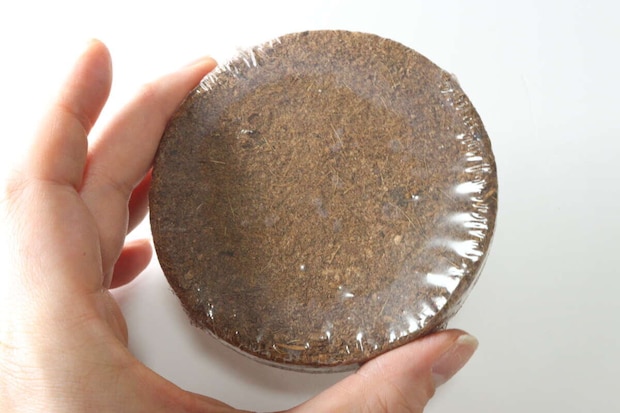 ダイソー　農薬不使用ナチュラル栽培セット ブラックチェリートマト　圧縮土