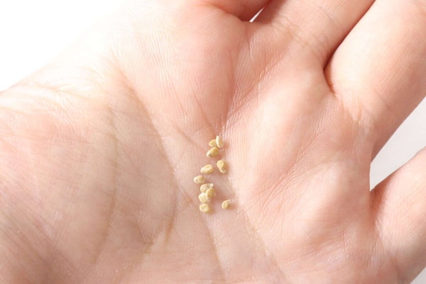 ダイソー　農薬不使用ナチュラル栽培セット ブラックチェリートマト　種子