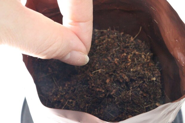 ダイソー 栽培セット コーンフラワー 種まき ダイソー 栽培セット コーンフラワー 種まき