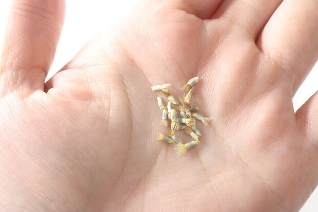 ダイソー 栽培セット コーンフラワー 種 ダイソー 栽培セット コーンフラワー 種