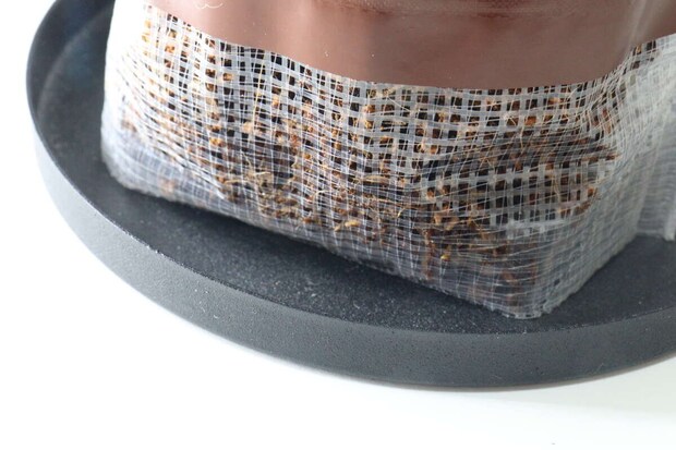 ダイソー 栽培セット コーンフラワー 袋プランター 網 ダイソー 栽培セット コーンフラワー 袋プランター 網