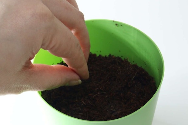 ダイソー フレッシュバジル ダイソーのフレッシュバジルの種まき