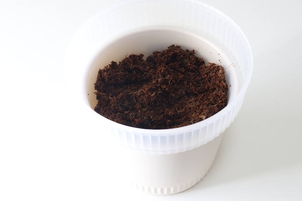 セリア 観察できる植木鉢 セリアの観察できる植木鉢に土を入れた様子