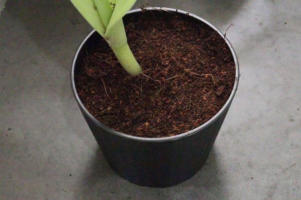 ダイソー　水で増える園芸土 Coco Brick　使用感