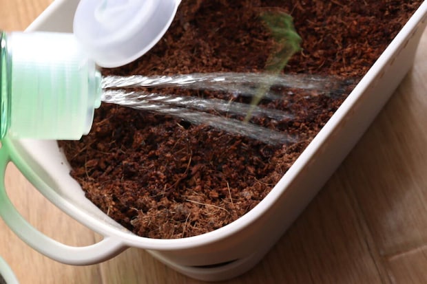 シャワータイプ植物活力剤（500mL、全植物用）　使用例