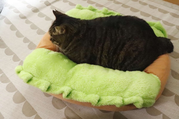 ペットベッド ホットドッグ 愛猫がくつろぐ様子