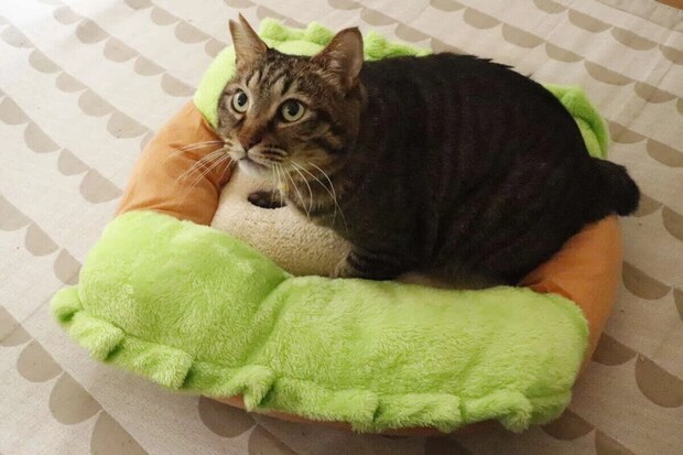 ダイソーのペットベッド ホットドッグにのる猫