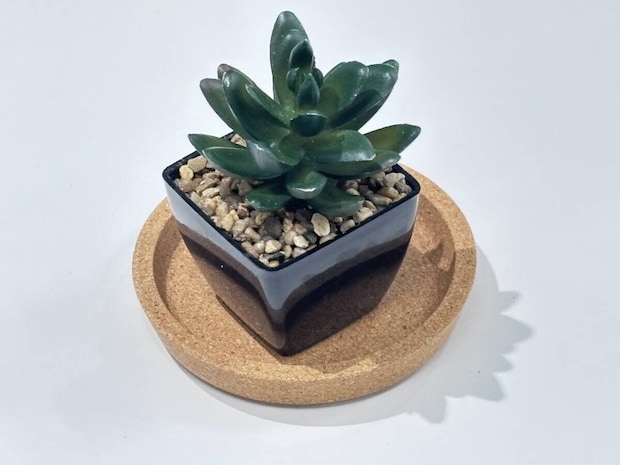 ダイソーの深型コルクコースターはミニ観葉植物のトレーに活用できる