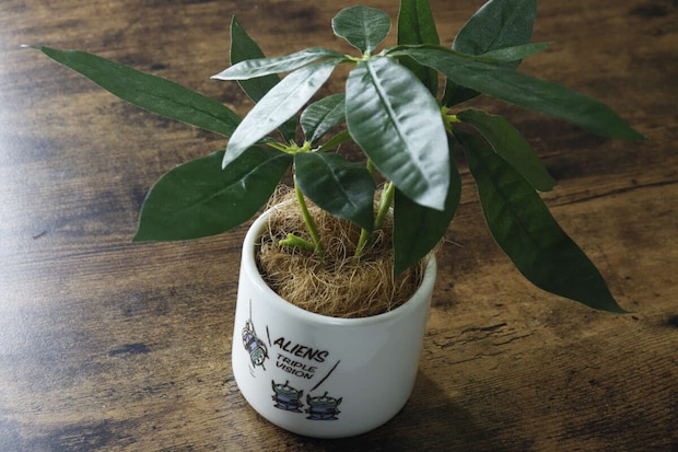 植木鉢(トイ・ストーリー)3号 9cm 使用例 植木鉢(トイ・ストーリー)3号 9cm 使用例