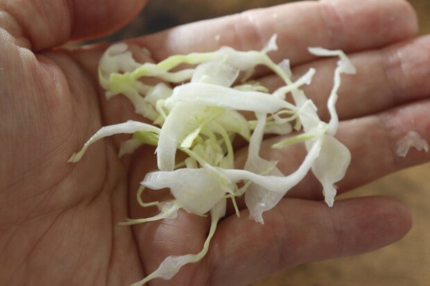 手のひらに乗せられた、少し厚めにスライスされたキャベツ