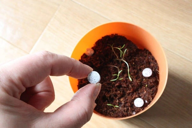 植木鉢の土に白い固形肥料を置く手