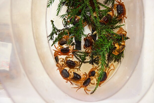 img_oshisupa_013-a-26