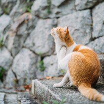 Introduction | Second Town Journey In ONOMICHI