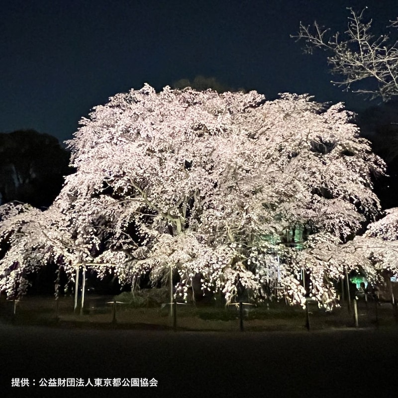 江戸情緒を感じる、春の宵。六義園の夜間特別観賞で、幻想的な夜桜散歩を