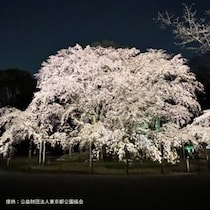 江戸情緒を感じる、春の宵。六義園の夜間特別観賞で、幻想的な夜桜散歩を