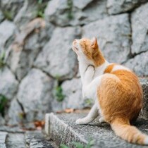 Introduction | Second Town Journey In ONOMICHI