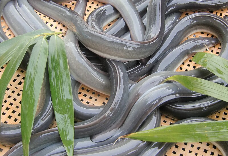 三河一色産うなぎの炭火焼 3尾　日本料理 小伴天　生のうなぎ