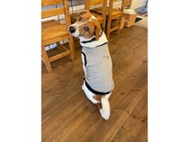 【島根県松江市】保護犬との出会いから生まれた「cafe wagging tail」がオリジナルドッグウェアを発売