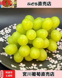 【徳島県阿波市】ブドウを買おう！　宮川葡萄直売店