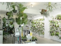 【東京都目黒区】ビカクシダを扱う「vandaka plants GALLERY TOKYO」が移転オープン！初日から行列