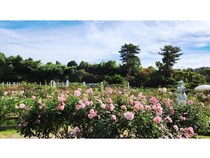 【神奈川県川崎市】色鮮やかな秋バラが楽しめる「生田緑地ばら苑」秋の一般開放開催！イベントも実施