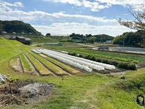 大和大学社会学部のSDG研究推進室に対し、クラダシが研究活動を支援！テーマは「コメ」