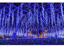 【栃木県足利市】「あしかがフラワーパーク」、光と香りに包まれるイルミネーションイベントを開催