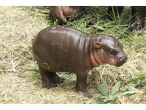 神戸どうぶつ王国で7月に誕生したコビトカバの赤ちゃんの親子展示開始！ライブ配信も