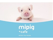 【神奈川県・栃木県】横浜中華街＆宇都宮の商業施設に、マイクロブタカフェ「mipig cafe」の新店舗OPEN！