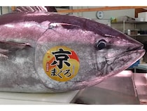 【京都府・大阪府・奈良県・兵庫県】大起水産が京都府伊根産「京まぐろ」を期間限定販売！伏見稲荷大社で奉納＆解体実演も