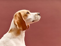 【東京都世田谷区】KINS WITH 動物病院 二子玉川本院が改装工事を完了しニューアルオープン