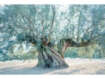 【香川県土庄町】SETOUCHIオリーブリトリート号が10月31日・11月7日運行！予約受付中