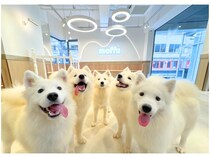 【大阪府大阪市】天使の笑顔を持つ犬・サモエドの犬カフェ「サモエドカフェmoffu」が心斎橋にオープン