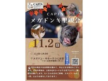 【茨城県つくば市】犬たちに触れあい、新しい家族との“ご縁”をつなぐ「CAPINメガドンキ里親会」開催