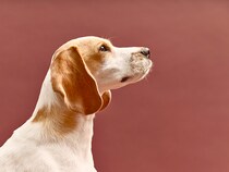 【東京都世田谷区】KINS WITH 動物病院 二子玉川本院が改装工事を完了しニューアルオープン