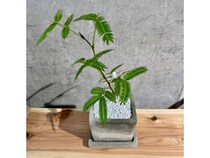 【静岡県清水町】無人観葉植物ショップ「ONEPLANTS 清水町店」でエバーフレッシュが当たる特別企画開催