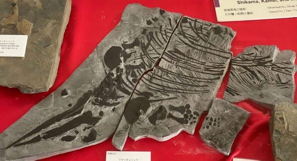 【SmartGOTOに乗ってみよう！】ウタツギョリュウ50周年を訪ねて