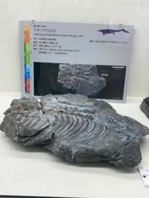 ウタツサウルス化石