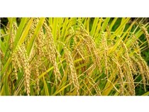 鳥取県「田中農場」の25年の稲作を紹介＆「天空源流こしひかり」を2年ぶりに販売