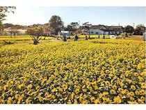 【神奈川県寒川町】今年で10年目を迎える「さむかわ冬のひまわり」開催！摘み取り体験も実施