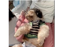 【千葉県山武市・静岡県浜松市】保護犬猫カフェANELLA CAFE が2店舗同時OPEN。商業施設内初出店！