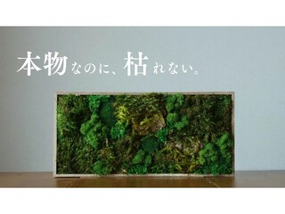 枯れない苔のインテリアアート『KOKE』の公式ECサイトOPEN！期間限定で20％OFFに
